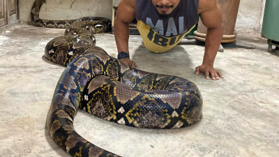 位于浮罗山背一家动物农场，身长7公尺、重达220公斤的雌性明星蟒蛇“Cik Kiah”走了！